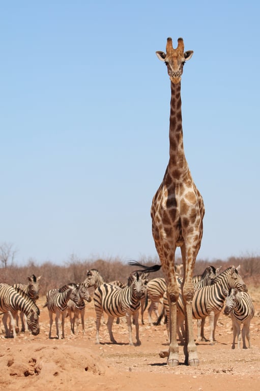safari tent glamping