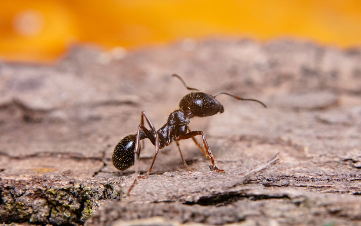 Termite Exterminators Near Me: How to Compare Local Treatment Options