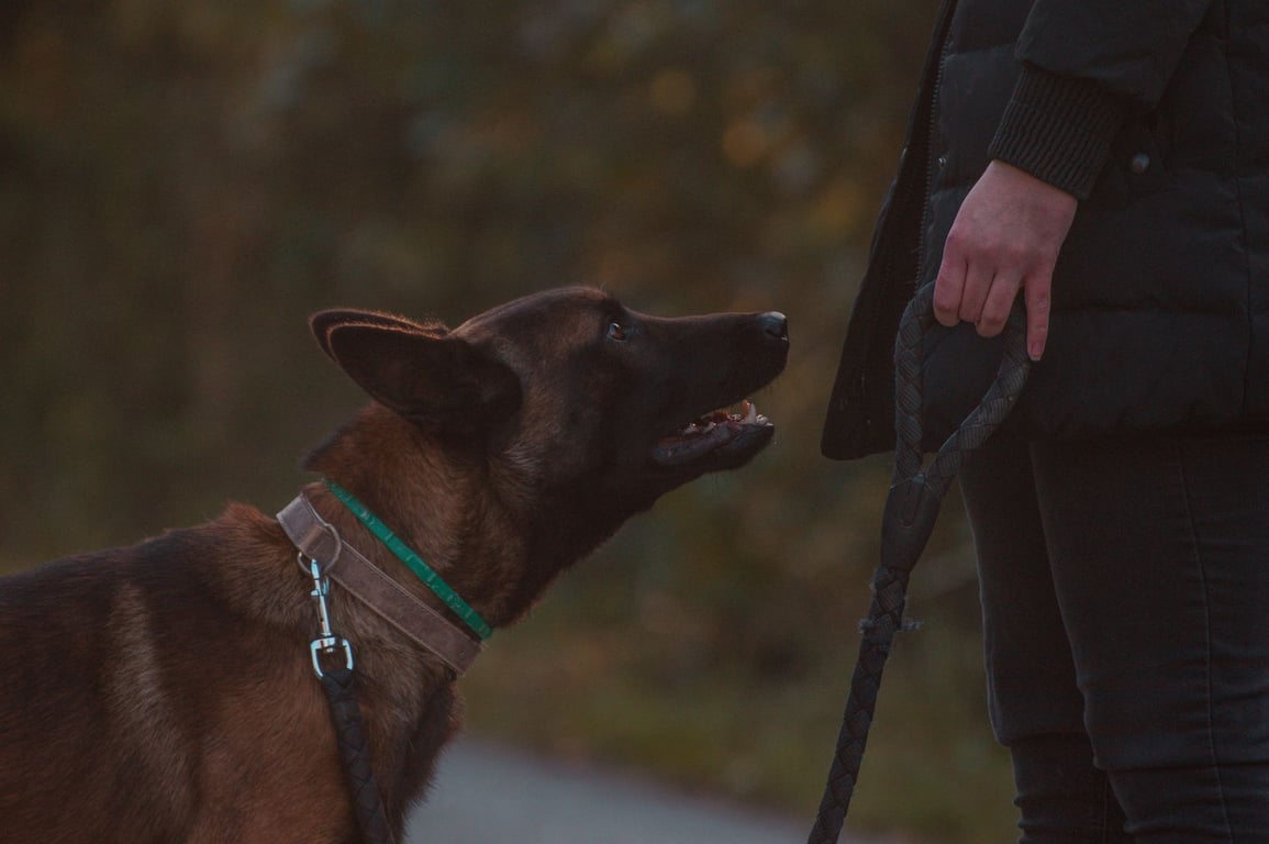 Dog Obedience Training Near Me: How to Choose the Right Local Trainer