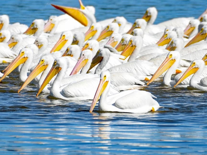 Image describing OKC vs Pelicans 2026 Top 5 Must-Know Facts Now