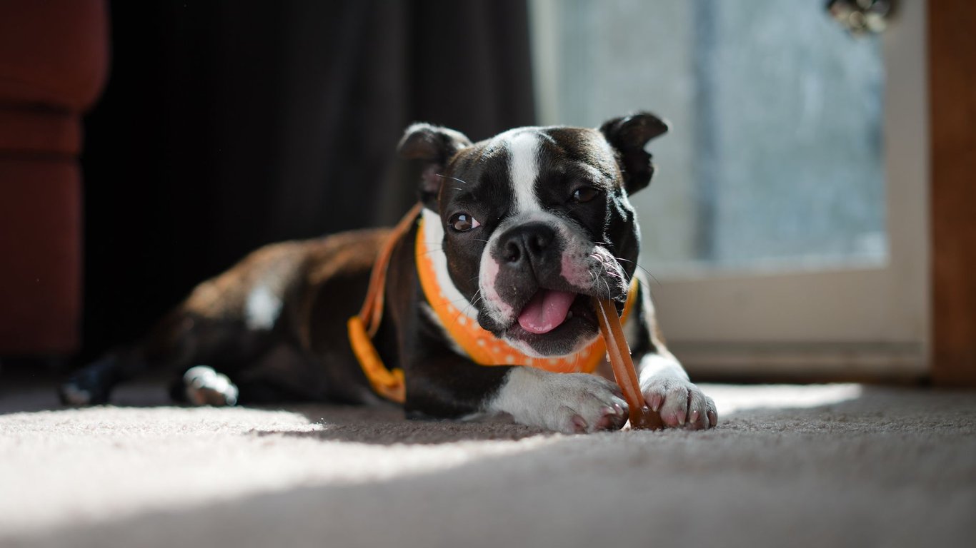 Chewy Dog Treats: How to Choose Safer, Longer-Lasting Options