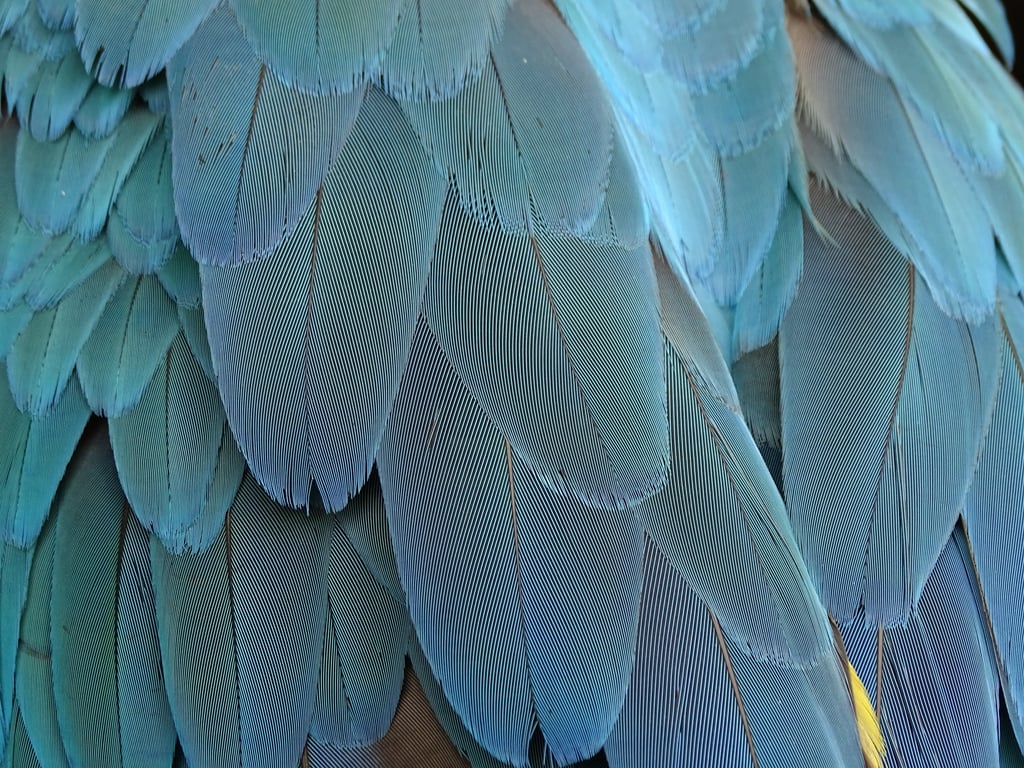 parrot food pellets
