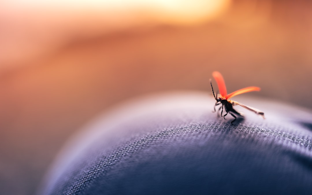 Mosquito and Tick Control Near Me: A Homeowner’s Guide to Choosing Local Treatment
