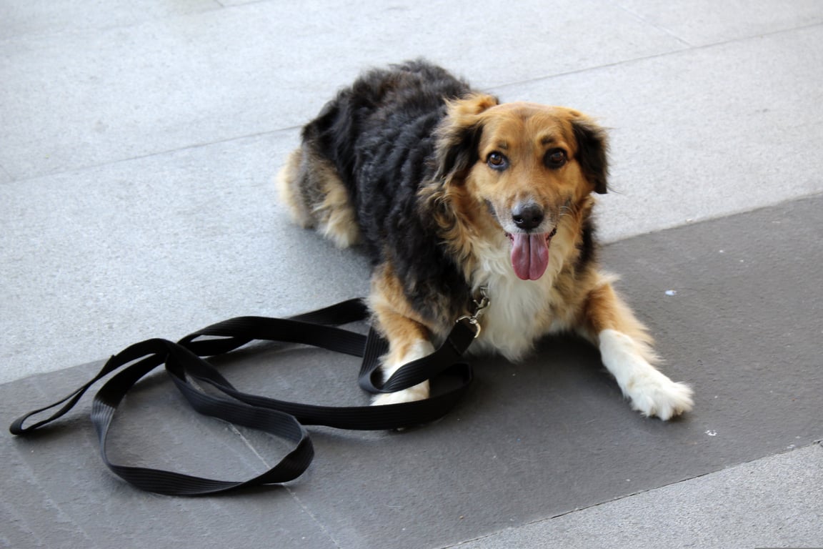 dog obedience class
