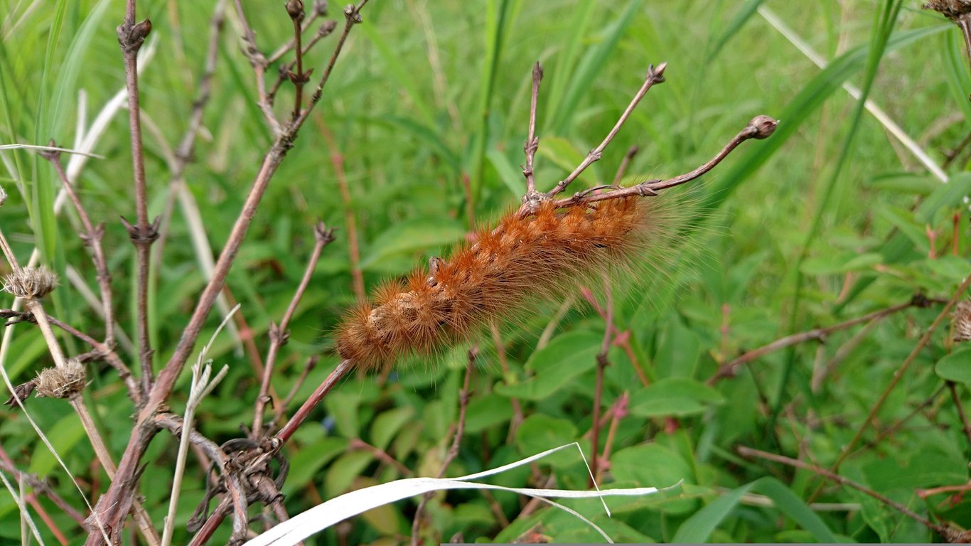 caterpillar on plant