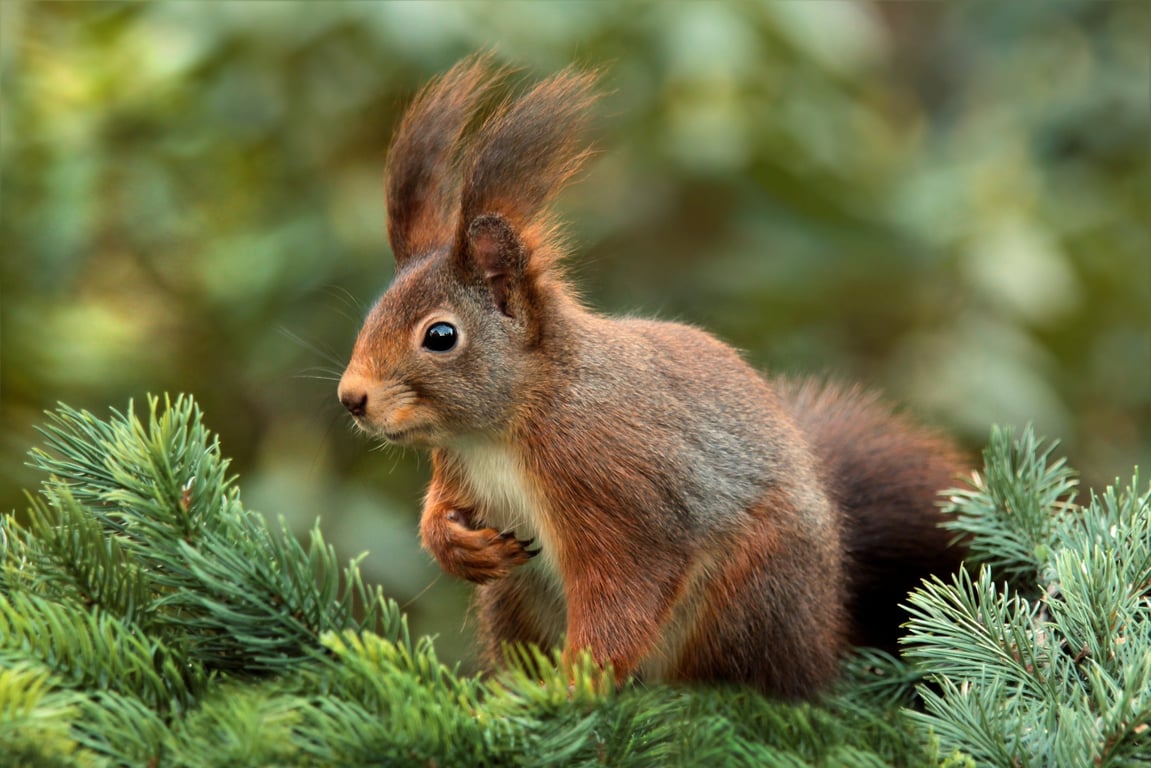 squirrel attic exclusion