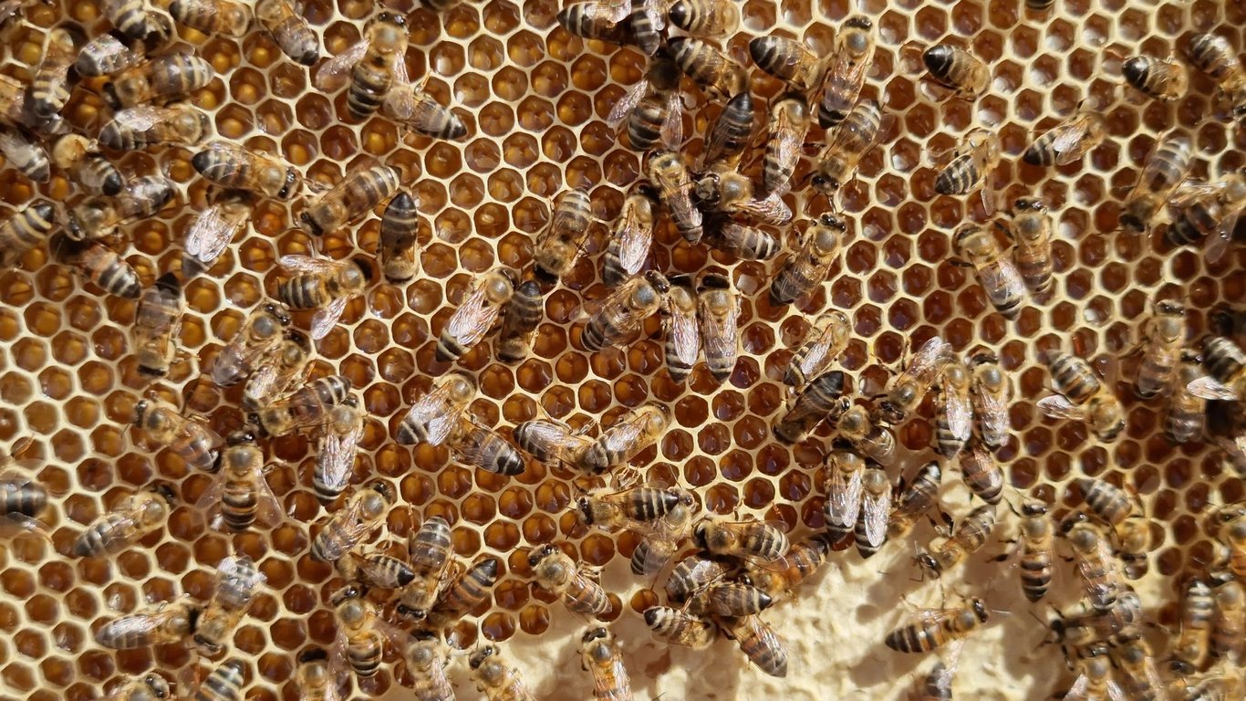 Bee Removal: When to Call a Professional and What to Expect