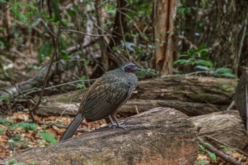 Image describing Sapphire Showdown Discover the Best Card for 2025 Now!