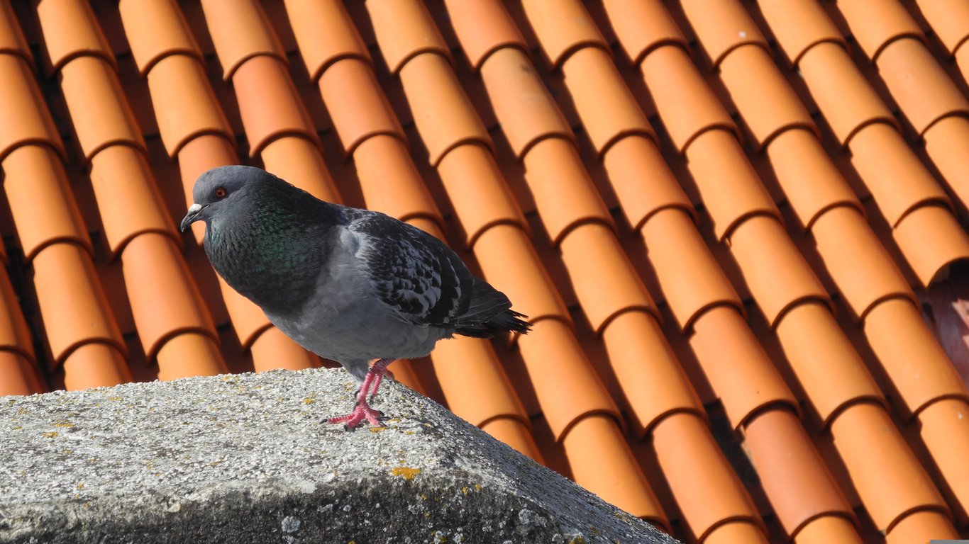 asphalt shingle roof