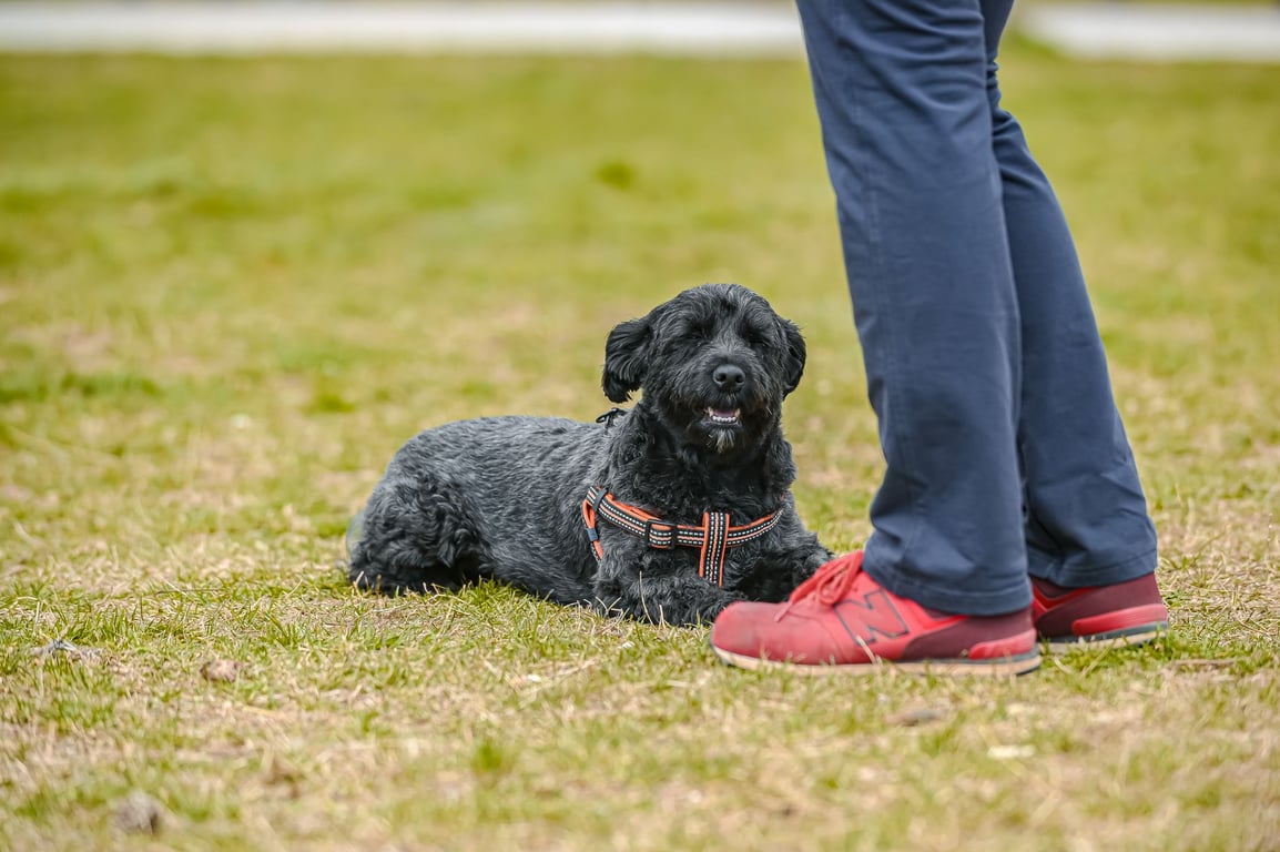 Dog Training Classes Near Me: How to Choose the Right Local Program