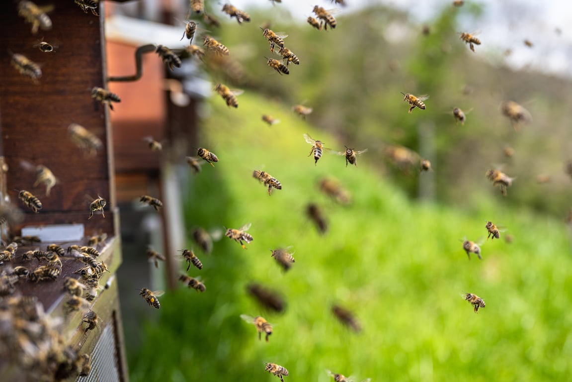honey bee colony removal