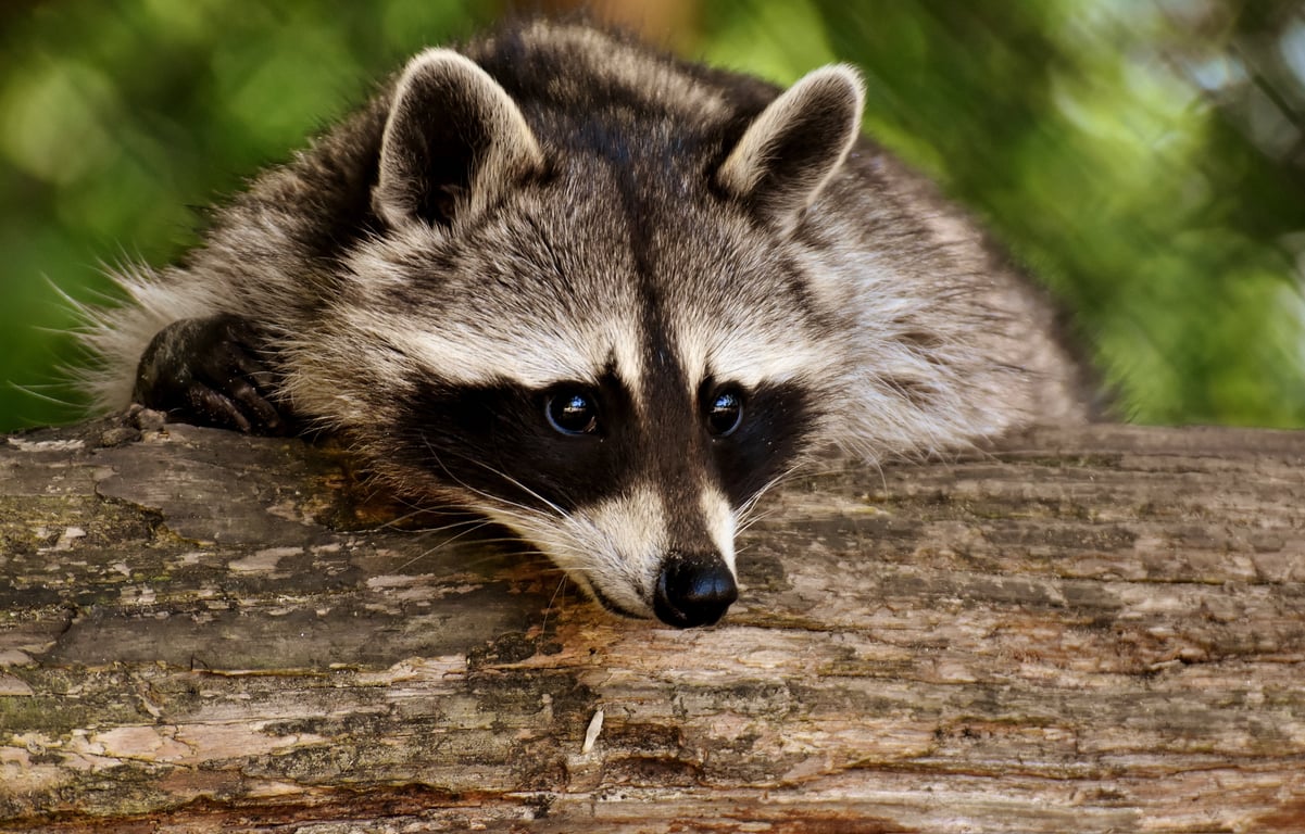 raccoon in attic