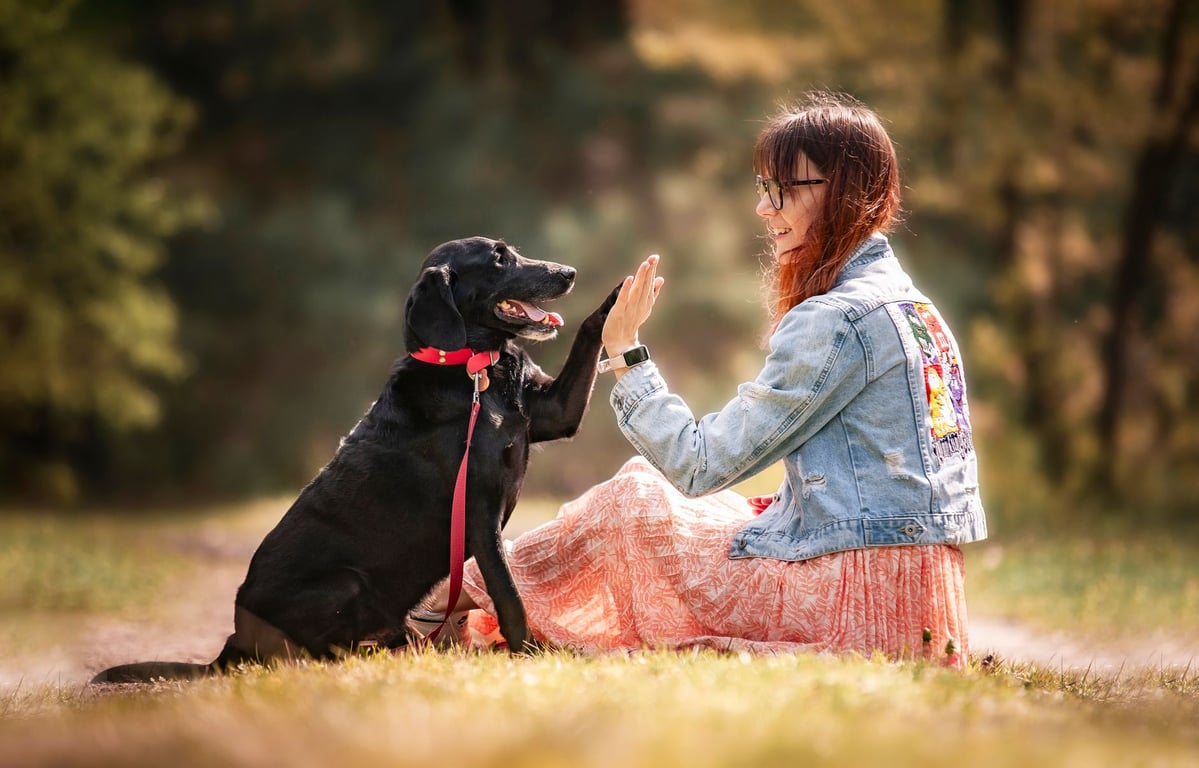 Psychiatric Service Dog Training: A Practical Guide to Skills, Standards, and Care