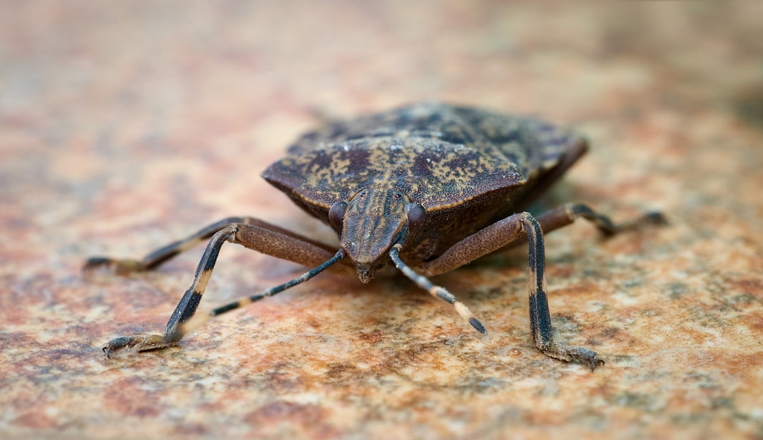 Home Insect Control: Identify, Prevent, and Treat Household Infestations