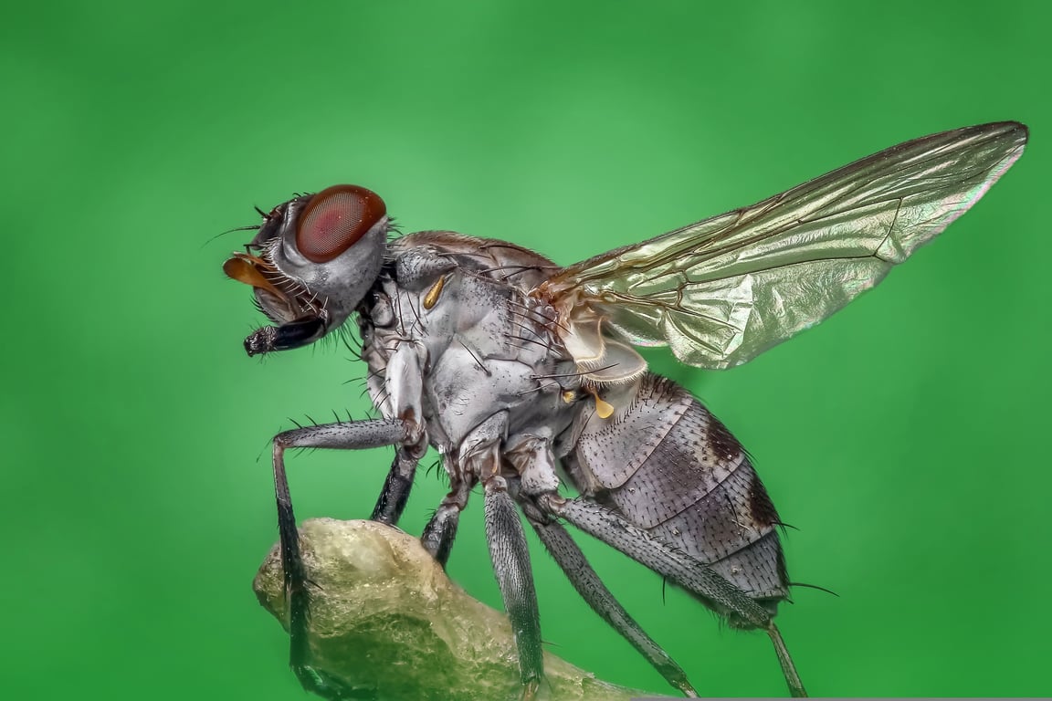 home pest inspection