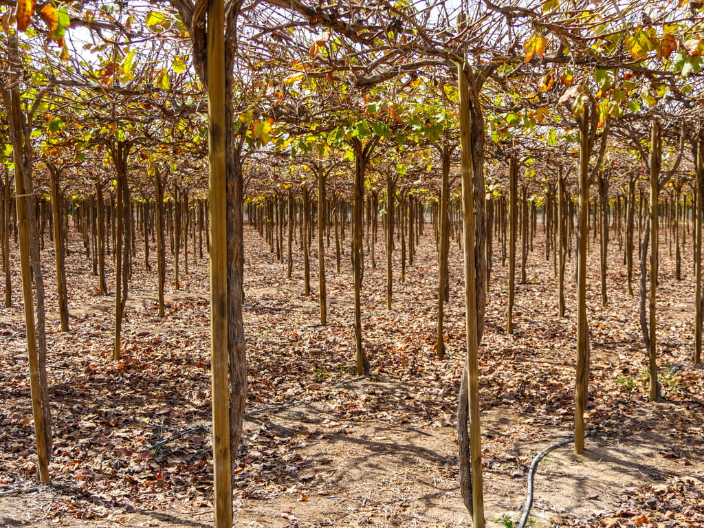drip irrigation system