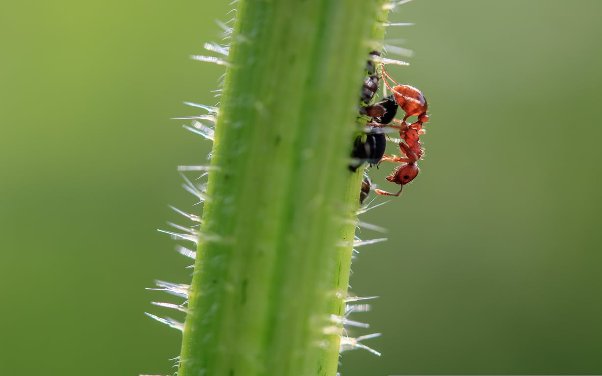 pest control technician inspecting a house