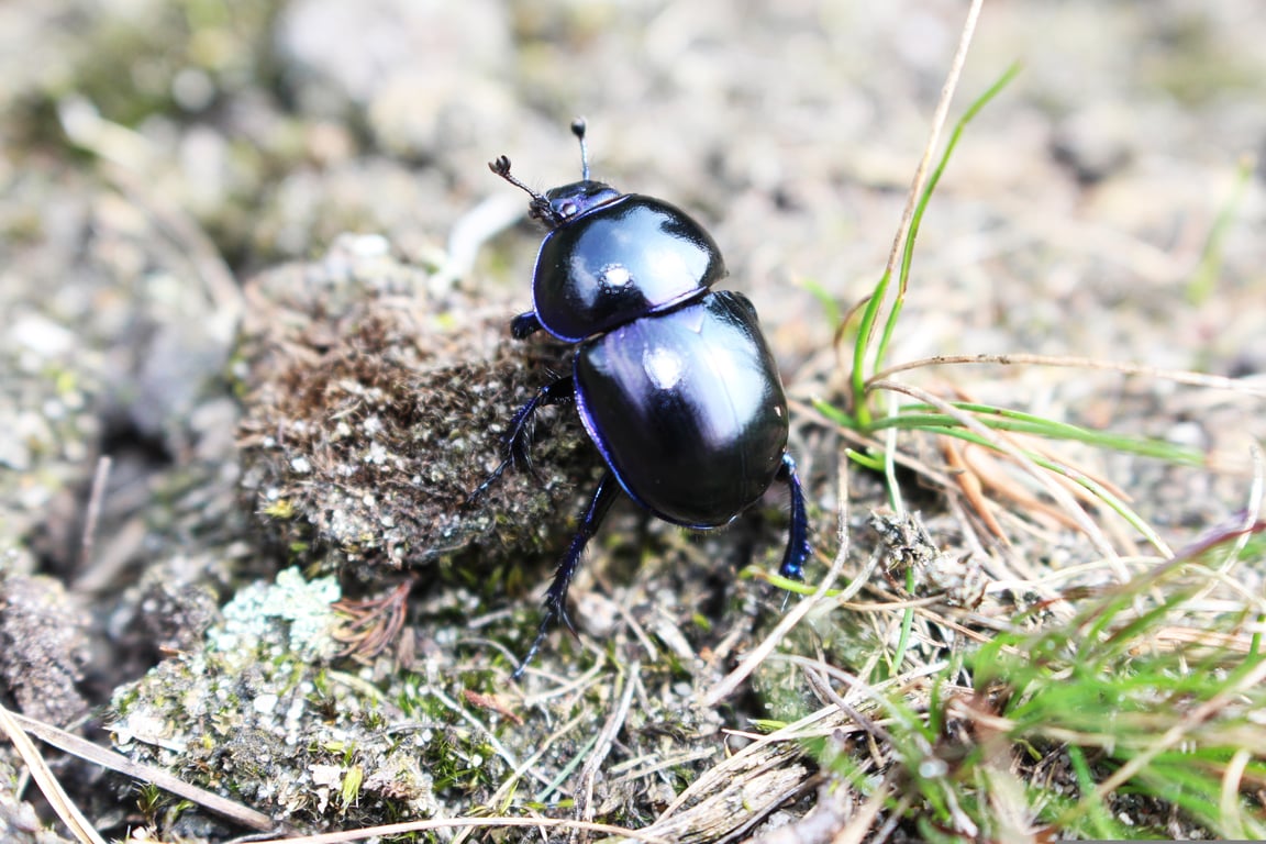 wood boring beetle damage
