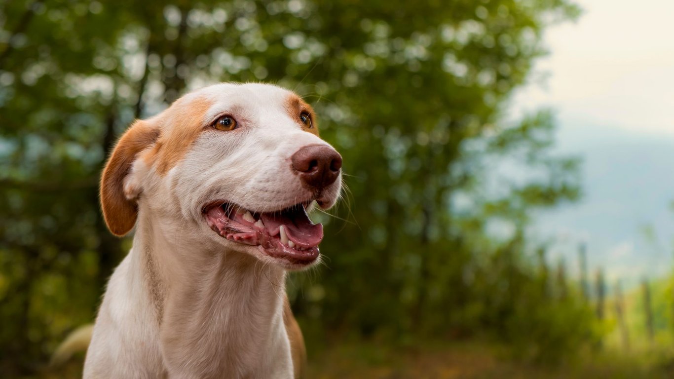 Low-Cost Dental Care for Dogs Near Me: How to Find Safe, Affordable Options