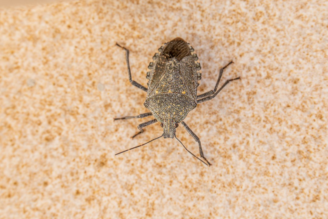 House Bug Identification: Identify the Pest Before Choosing a Treatment