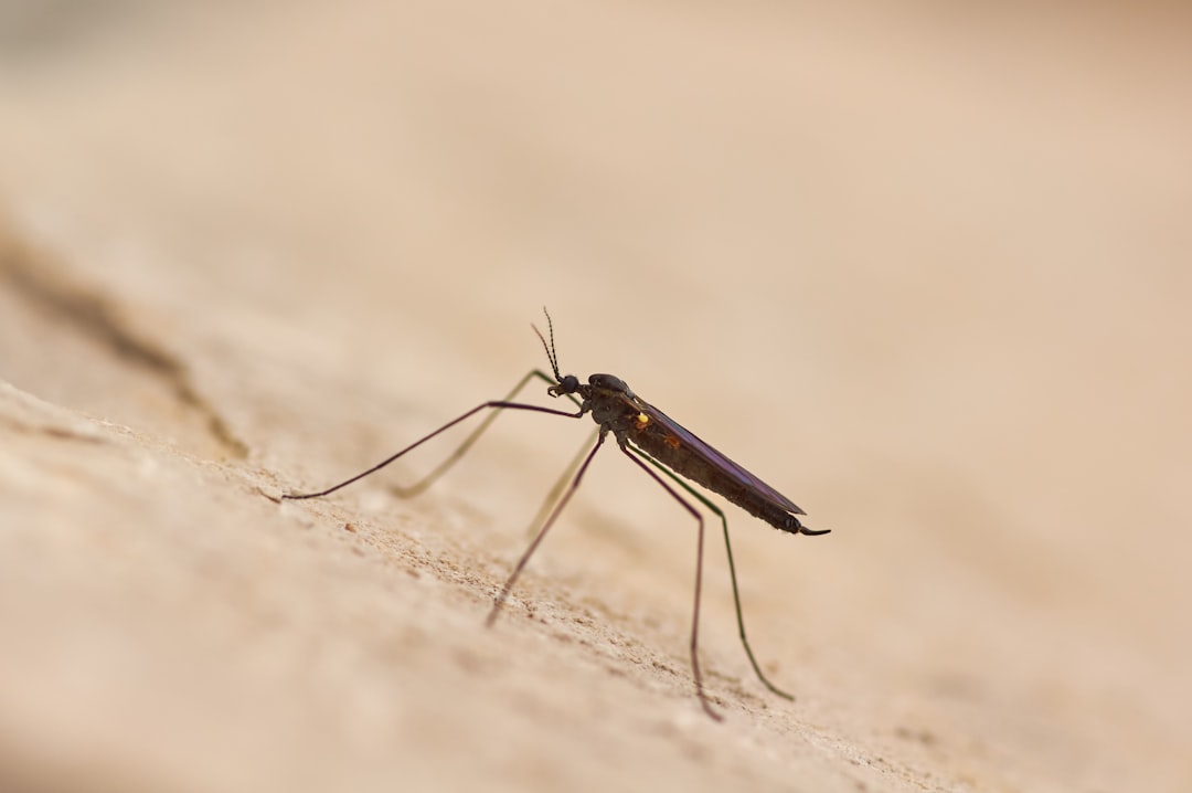 Mosquito Tick Control Near Me: What to Look for Before Hiring a Local Exterminator