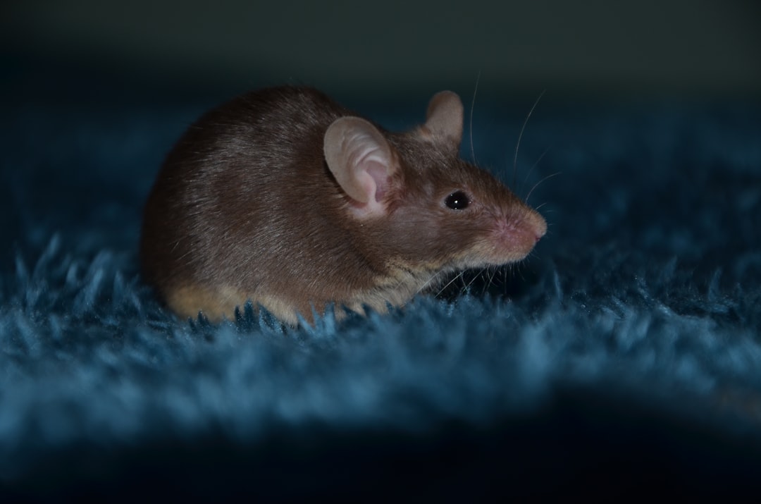 Mice Exterminator Cost: What Professional Treatment Prices Should Include