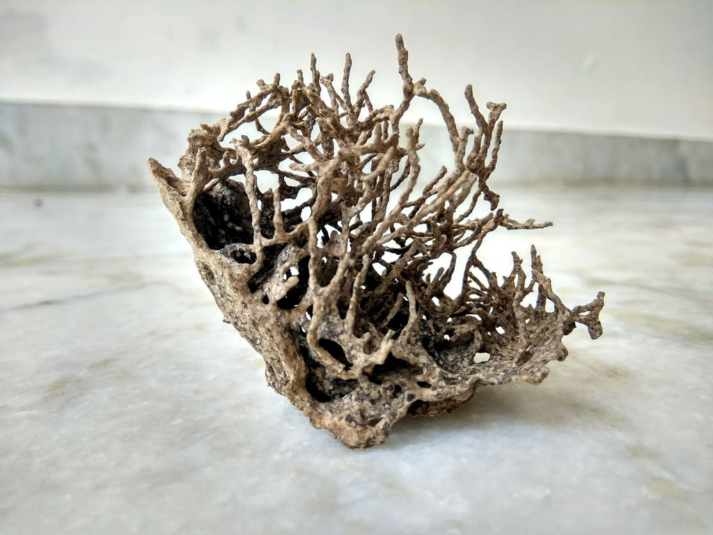 termite inspection