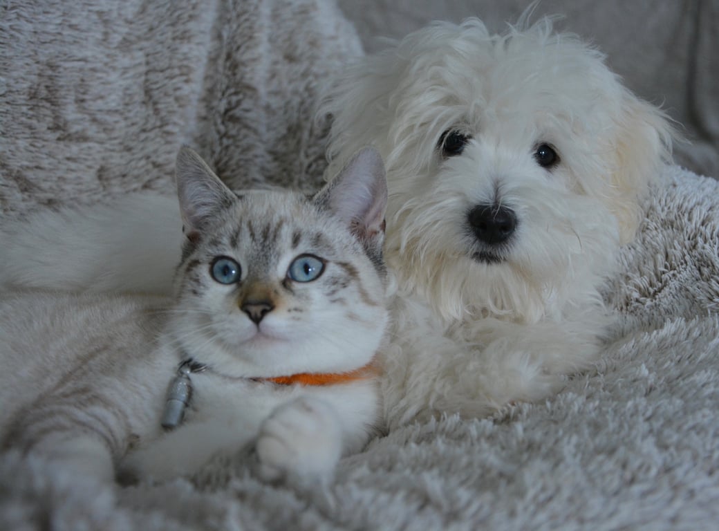 dogs and cats