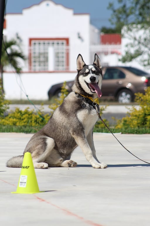 service dog obedience training