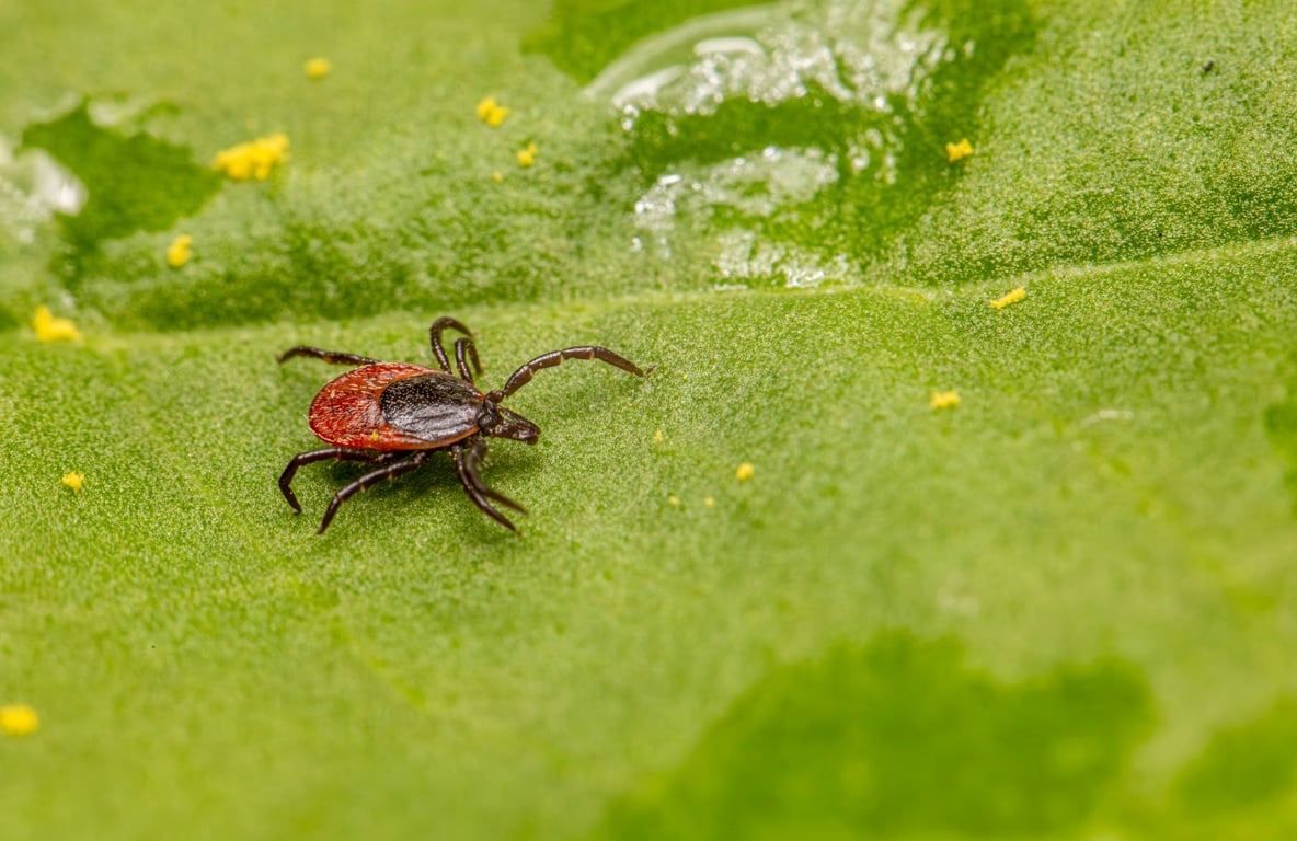Orkin Prices: What Homeowners Should Expect to Pay for Pest Control