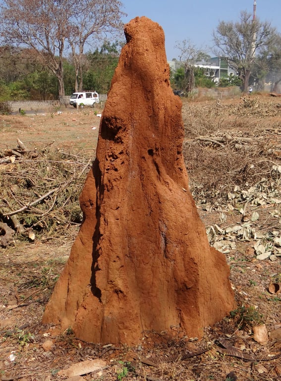 termite inspection home