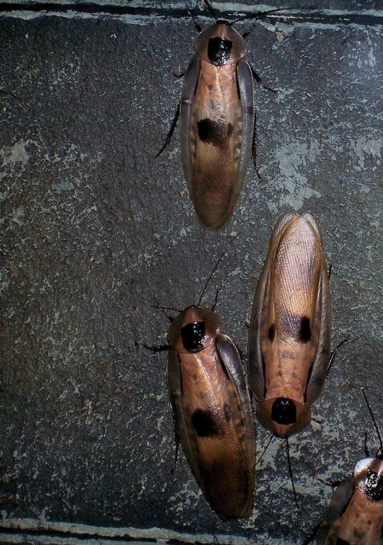 cockroach infestation kitchen