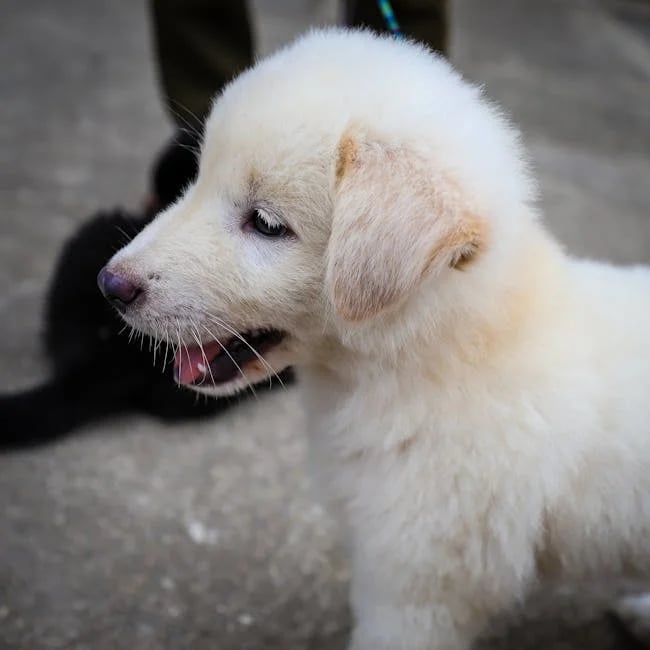 Image describing Unlock the Best FSEOG Grants for 2025 Now!