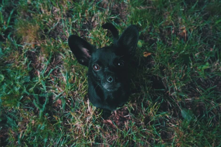 Image describing Top 10 Best Canadian Colleges You Must Know in 2025!