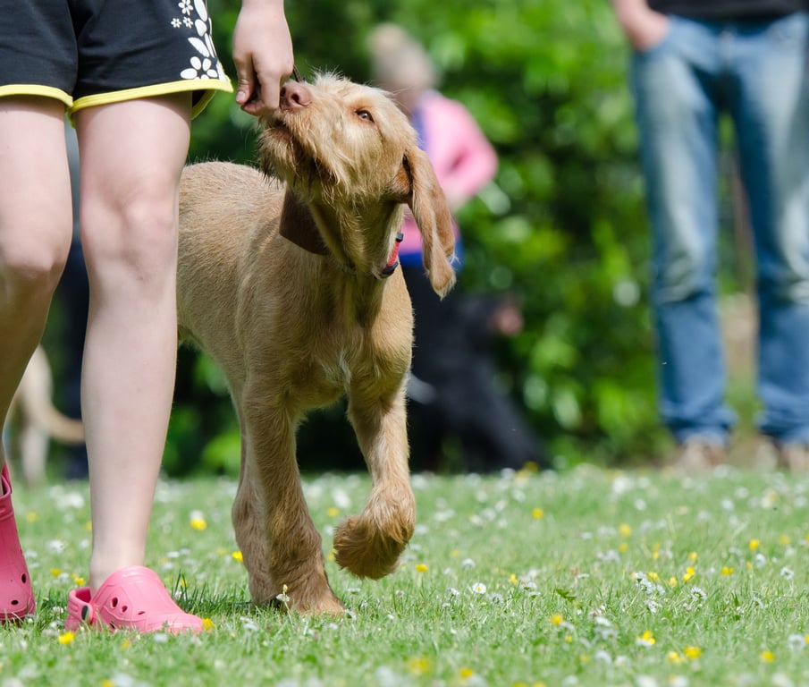 PetSmart dog training class