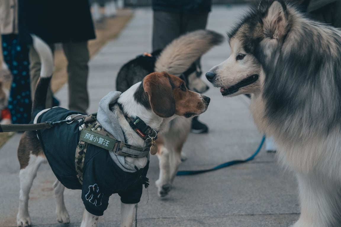PetSmart Vaccination Clinic: What Pet Owners Should Know Before Booking