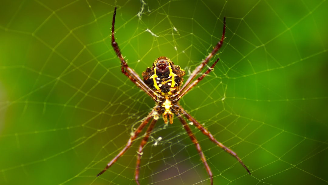 Spider Identifier by Picture: Identify the Spider Before You Choose a Treatment