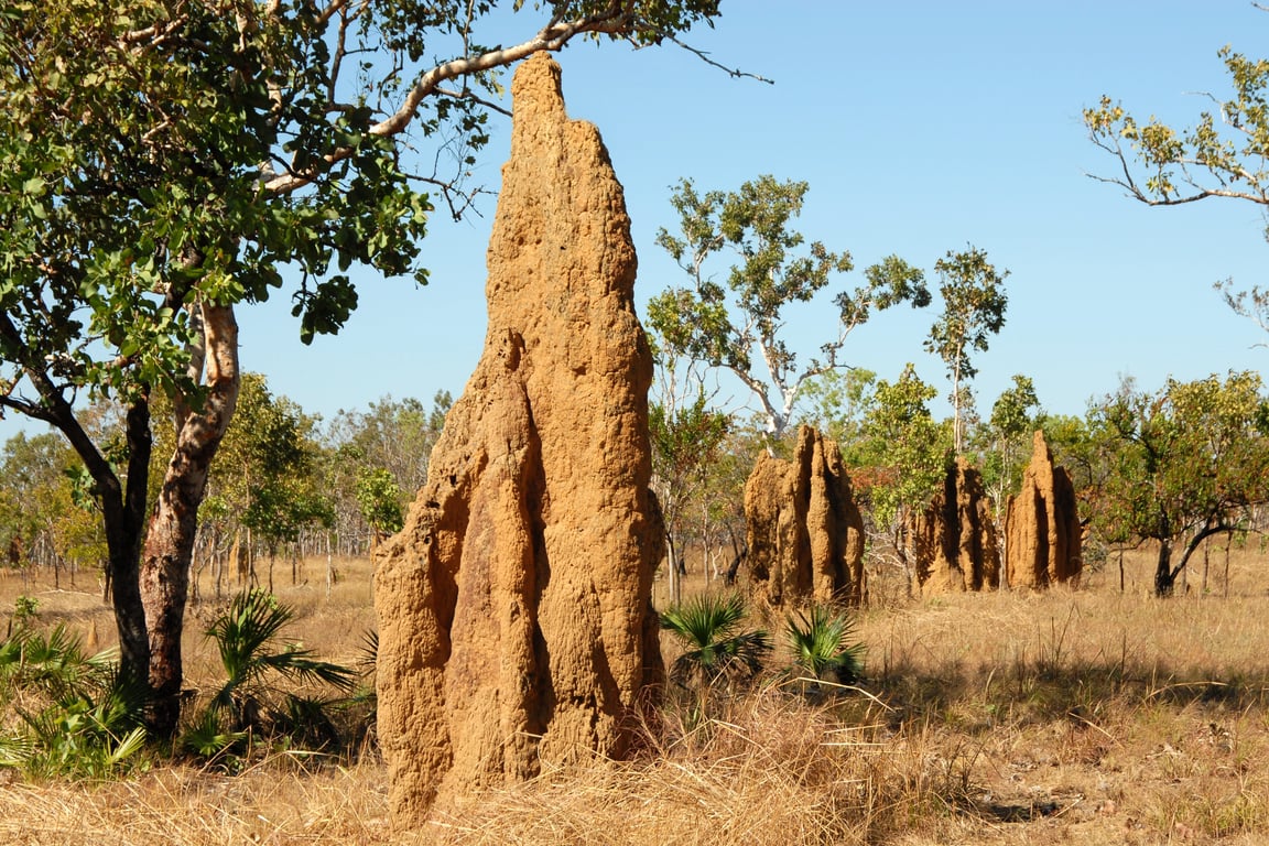 termite inspection home