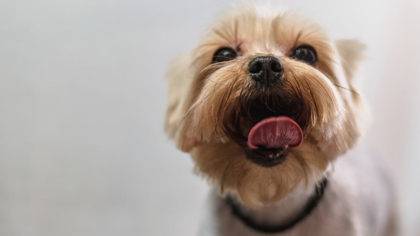 mobile dog grooming van