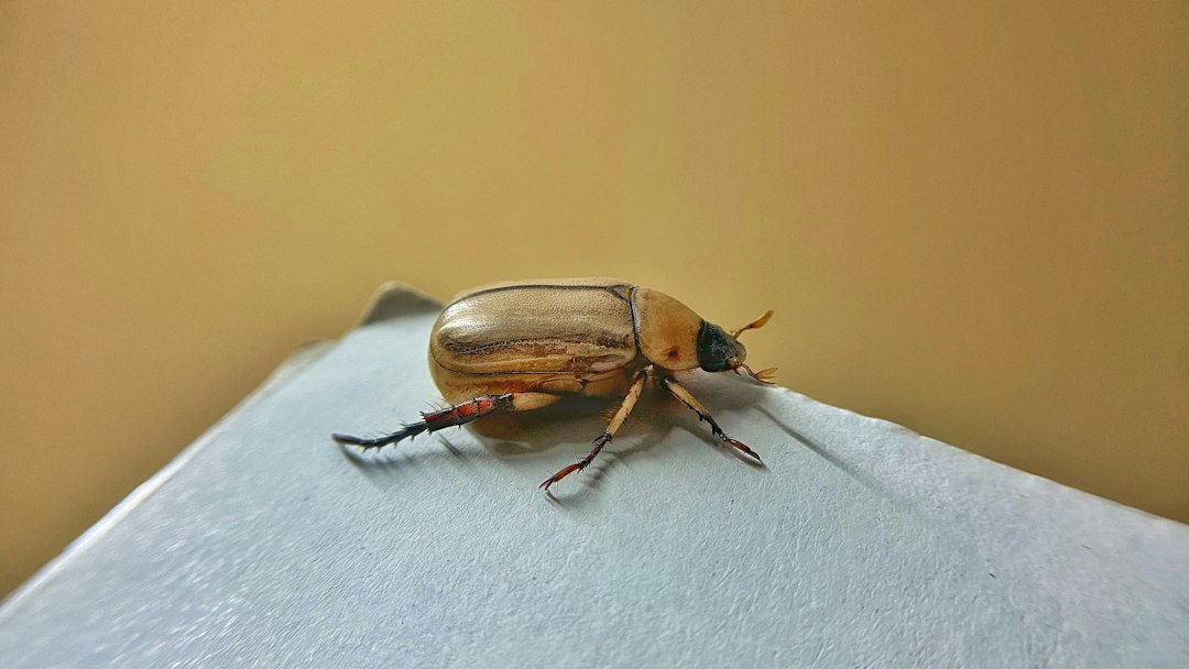 Beetle Identification: Know the Beetle Before You Choose a Treatment