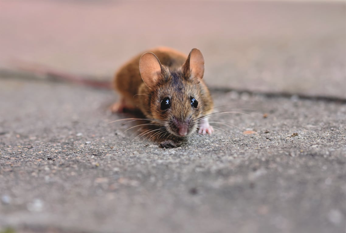 mouse trap kitchen