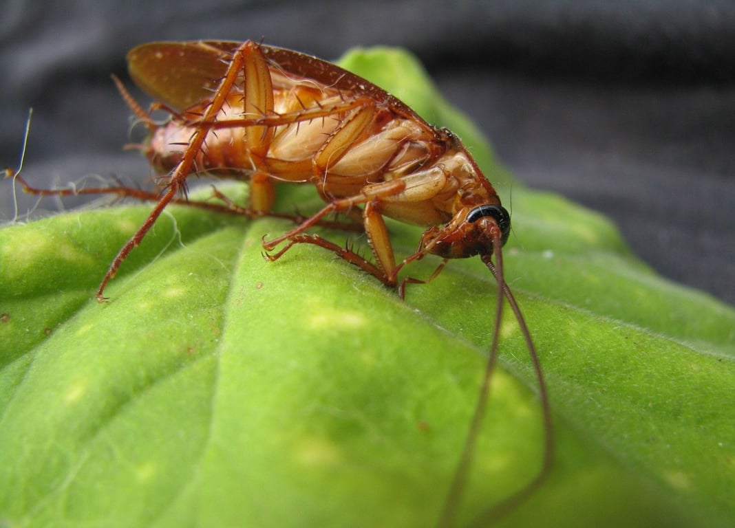 cockroach kitchen infestation