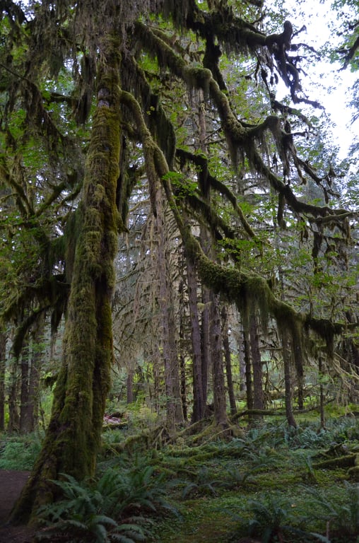 Olympic National Park rainforest