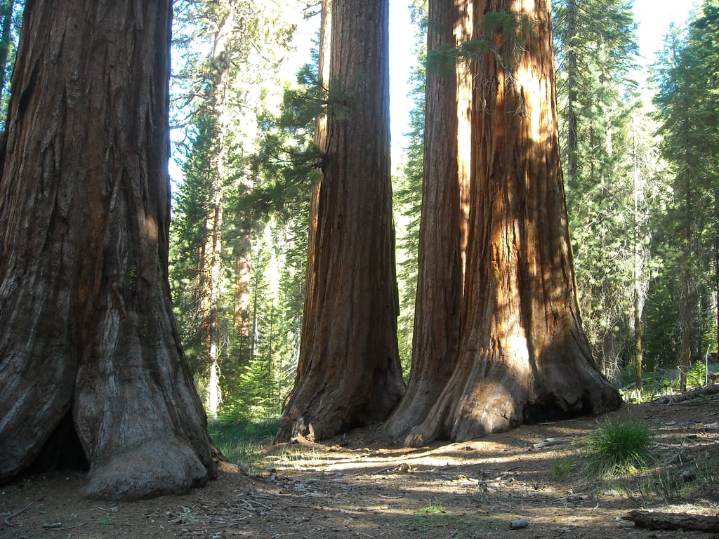 Mariposa Grove giant sequoias