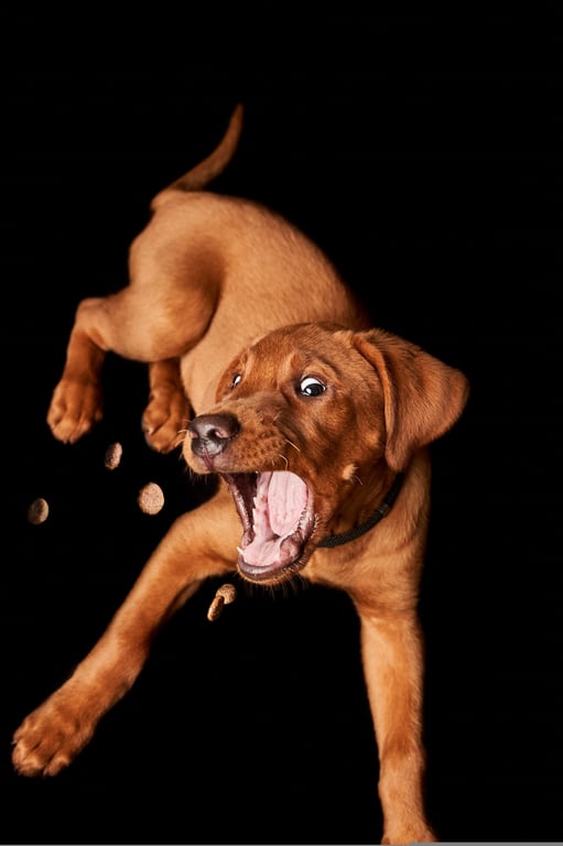 natural dog treats