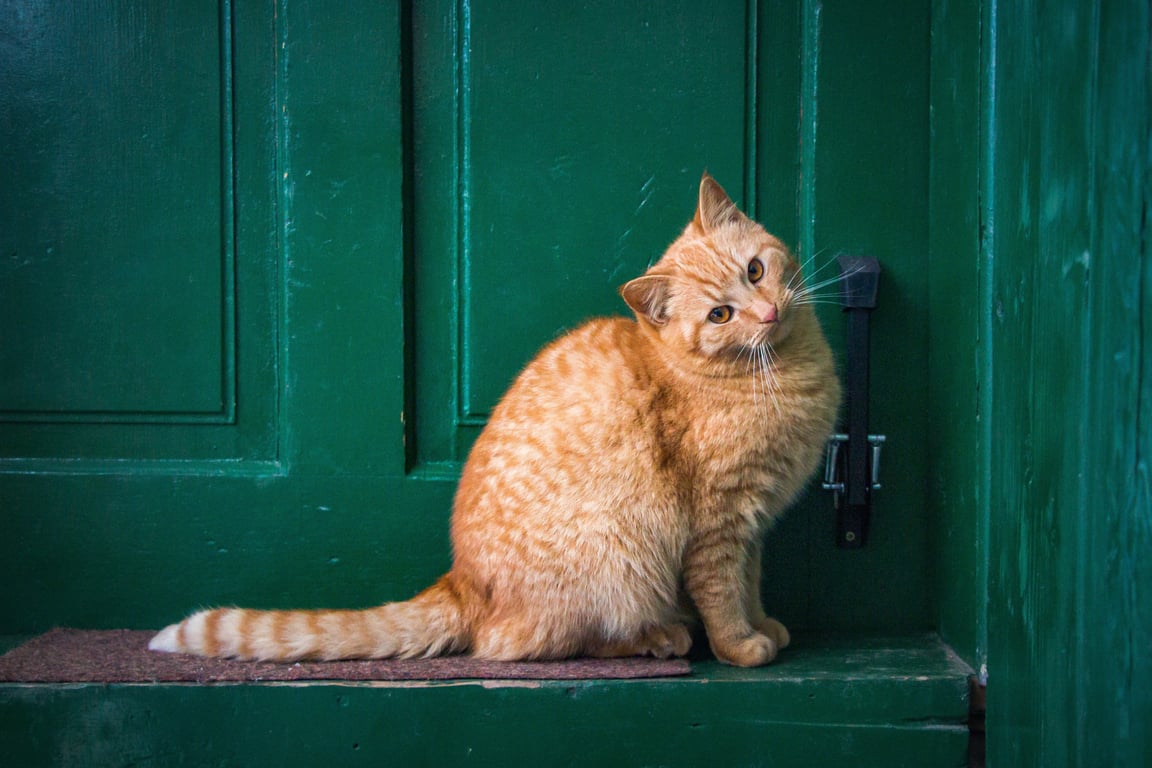 home security camera front door