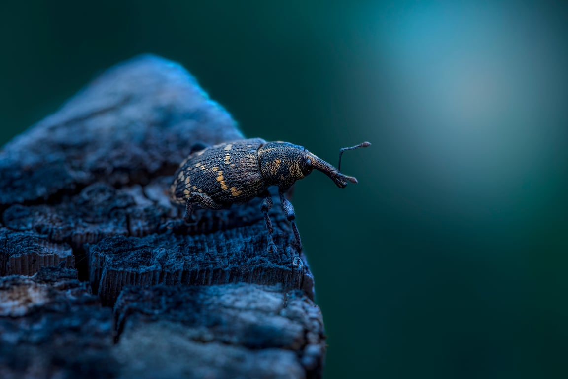 home pest inspection
