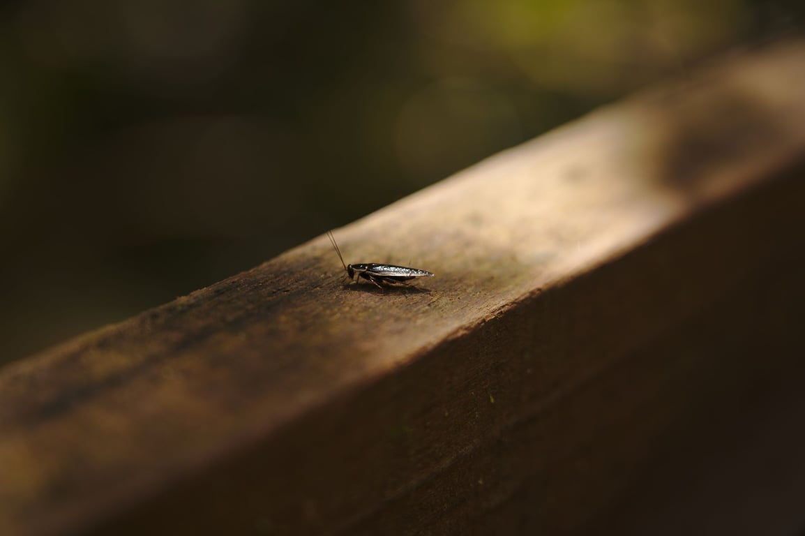 Roach Exterminator Near Me: How to Choose the Right Local Service