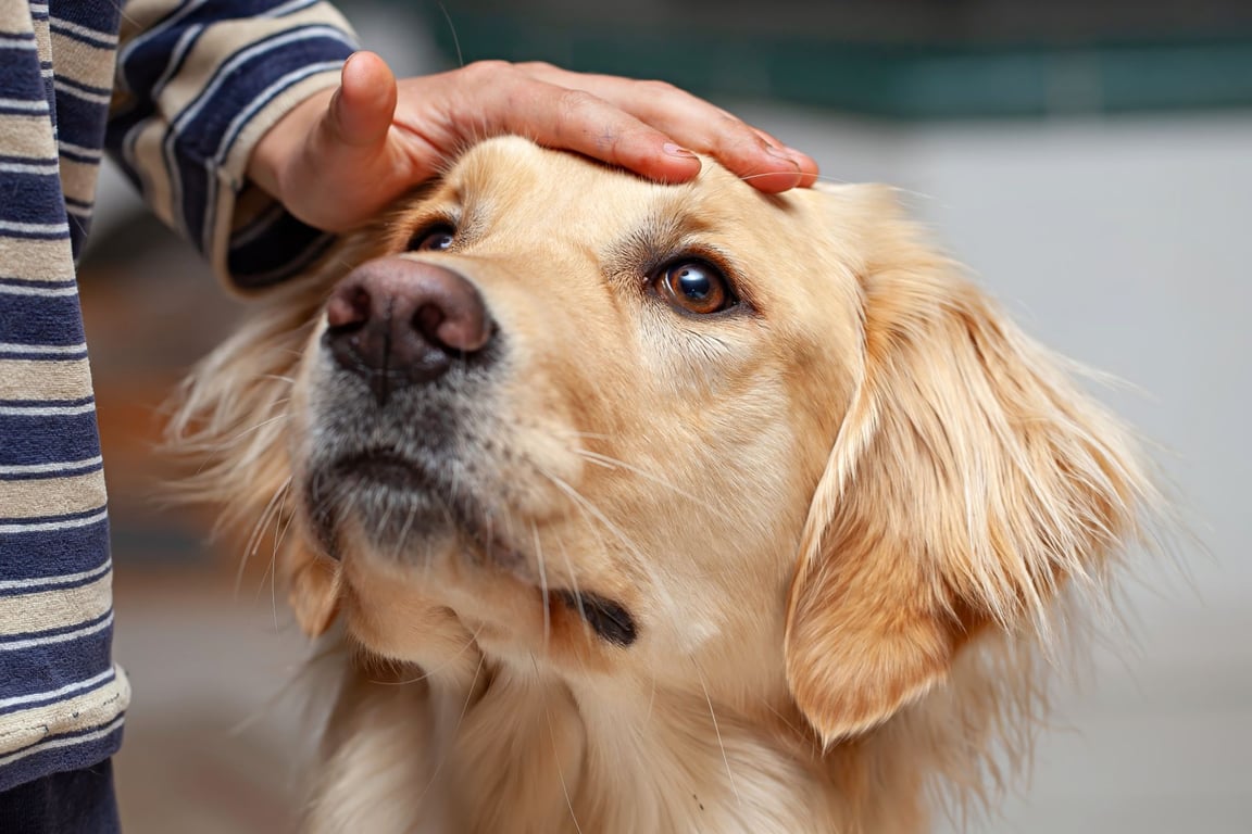 Dog Nail Clipping Near Me: How to Choose a Safe, Stress-Free Local Groomer