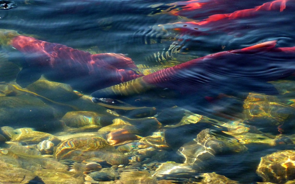 Taylor Creek salmon run